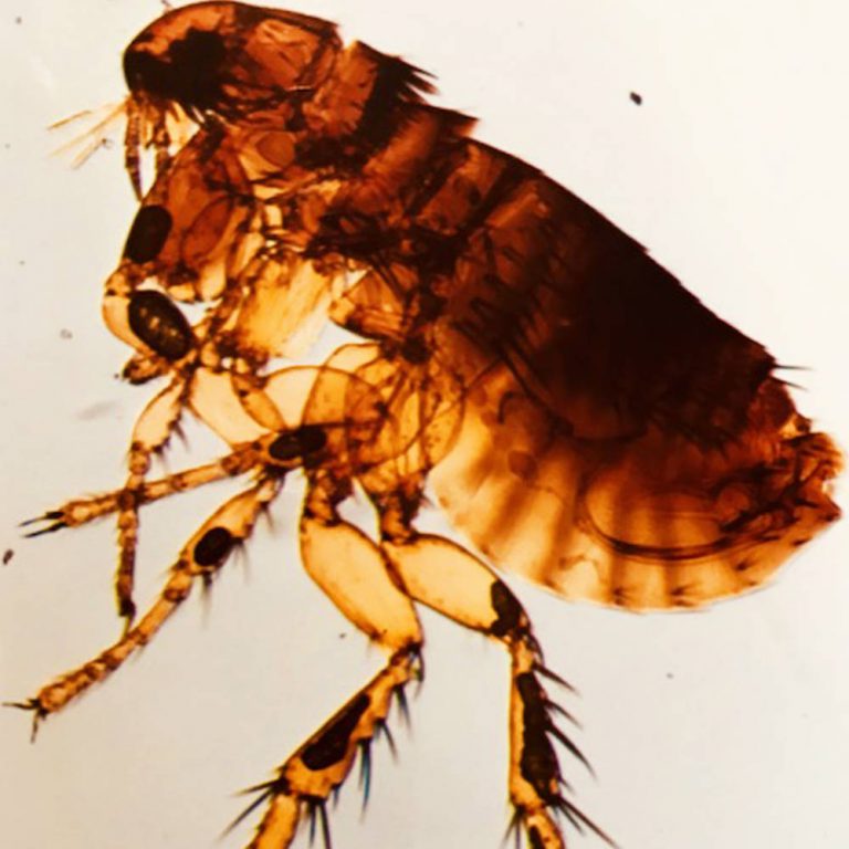 Fleas CatsUSA PestControl California